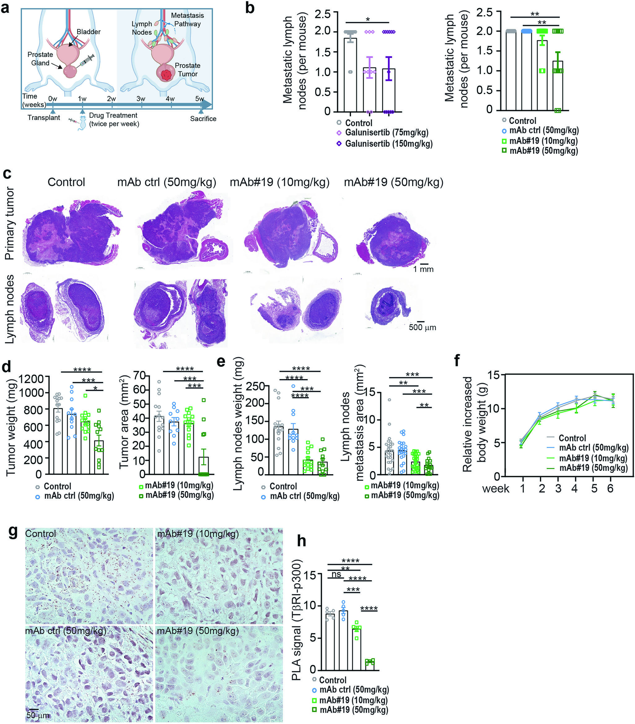 Figure 3 - Orthotopic mCRPC mouse model tumor and metastasis results